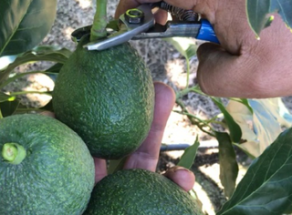 Tijeras Cosecheras de PALTAS