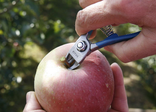 Representación Exclusiva de Tijeras Manzana Nules en Chile