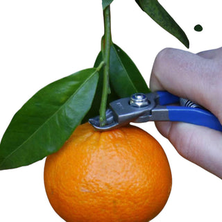 Tijera Cosecha Manzana/Citricos M14 L